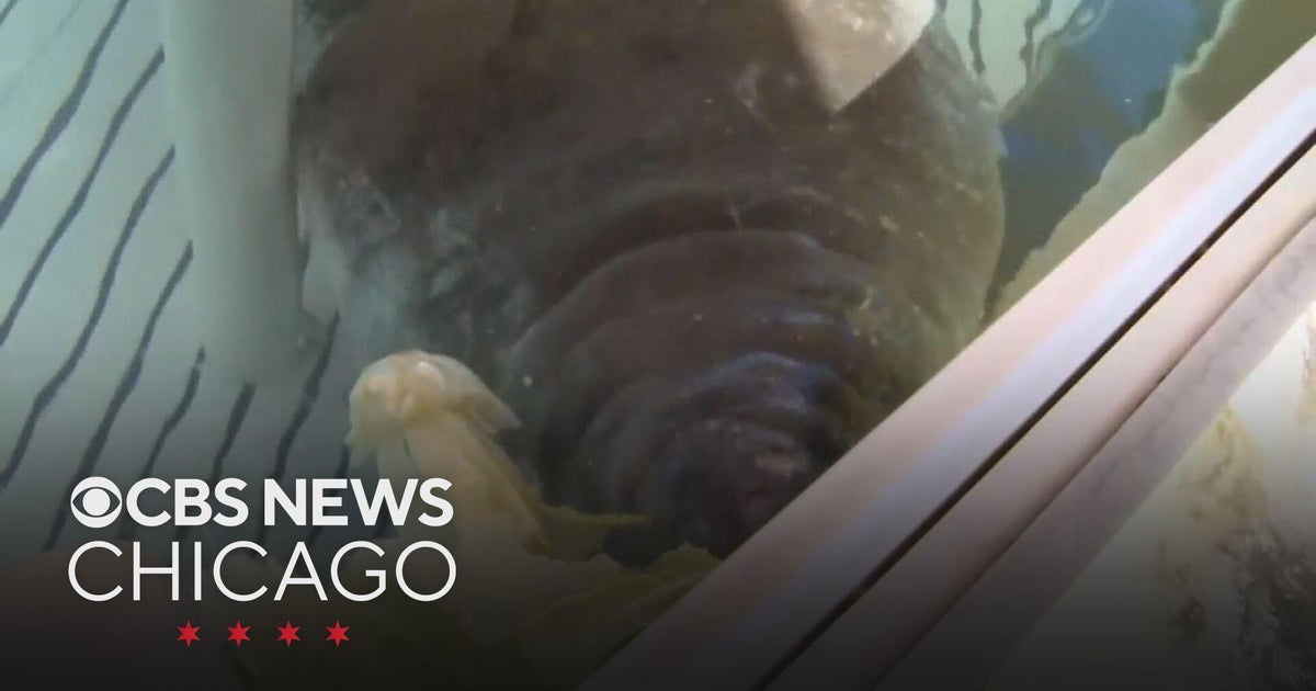 Manatee rescued from Florida storm drain - CBS Chicago