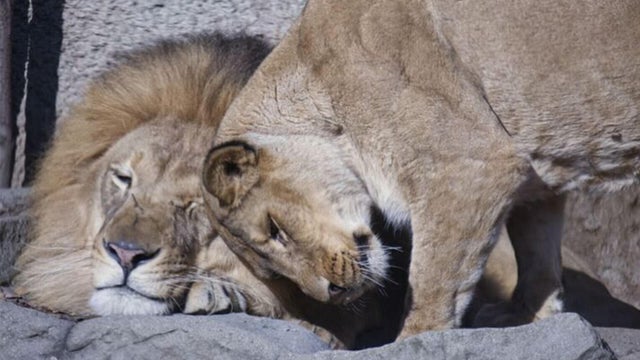 sac-zoo-lions-introduced.jpg 