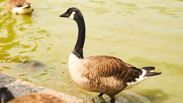 Canada goose wading in a pond on a sunny day 