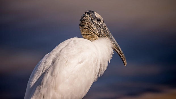 Close-up of a Wood stork (Mycteria Americana) along the 