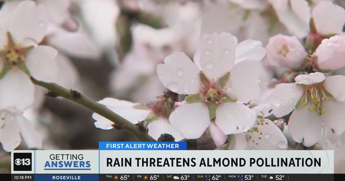 How rain affects almond pollination in Northern California