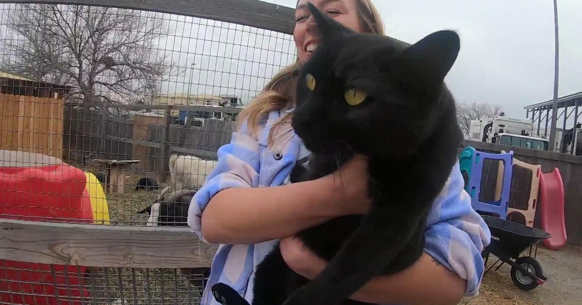 Cat returned to Colorado school after woman mistook it for stray, took it home