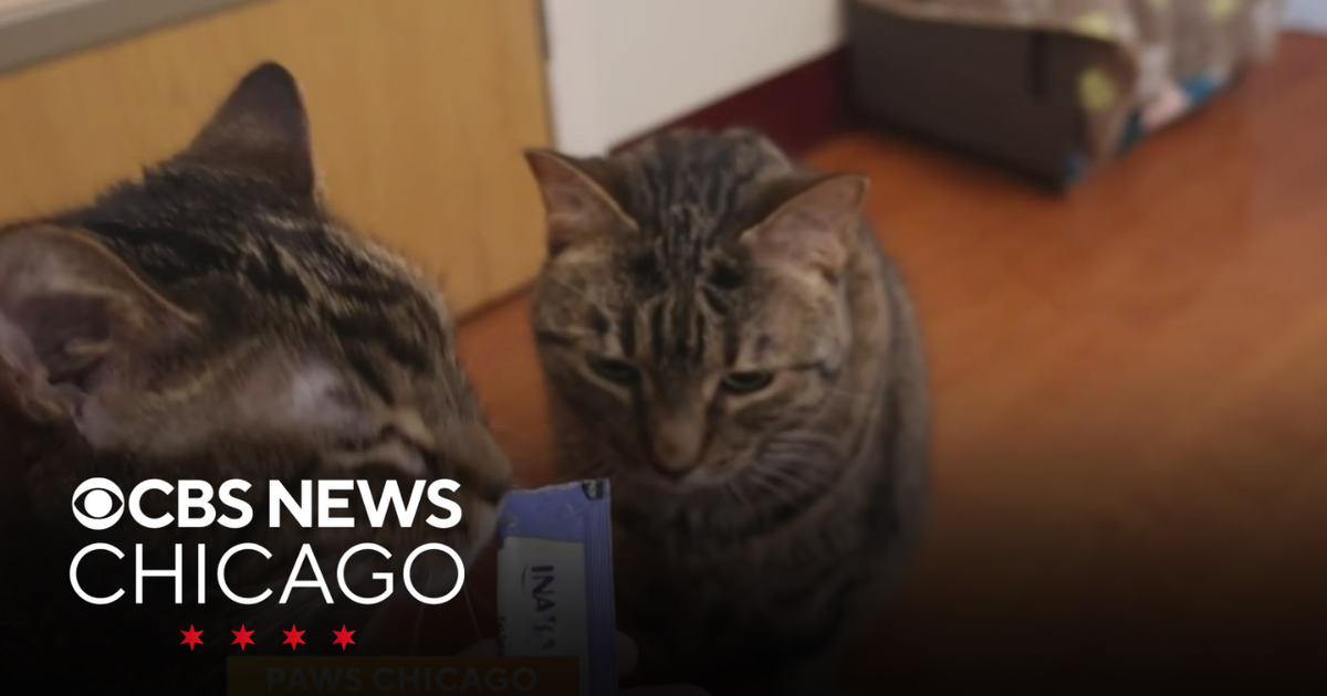 PAWS Chicago Pets of the Week: Ernesto and Rodrigo - CBS Chicago