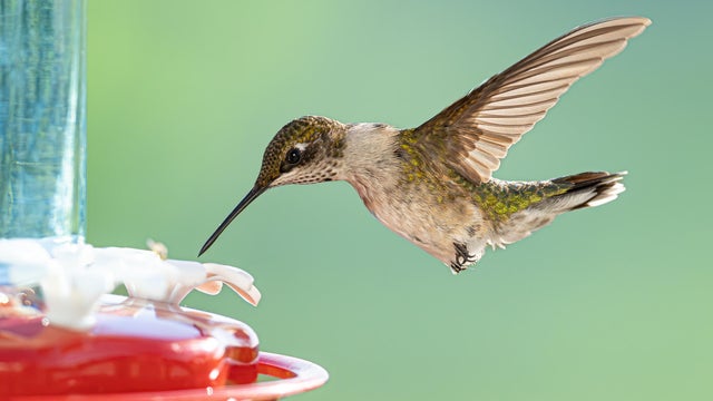 Ruby-Throated Hummingbird Feeding in a Backyard 