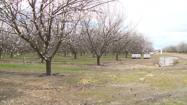 y-cr-charlie-ripon-almond-farm-weather-pkg-5pm.jpg 
