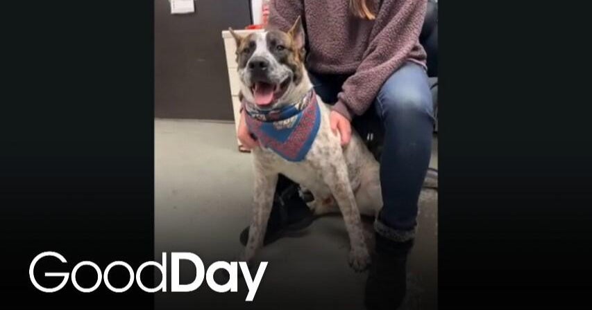 This adorable dog is looking for his forever home! | Pet of the Week - Good Day Sacramento
