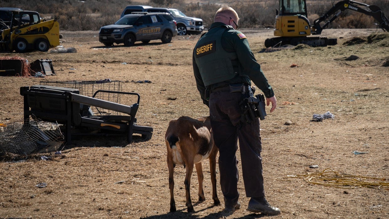 Colorado woman charged with cruelty to animals after 150 livestock ...