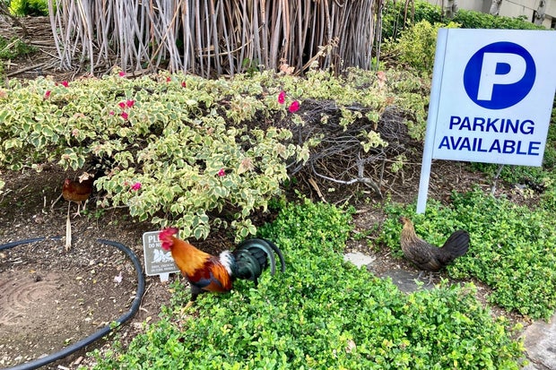 Feral Chickens Hawaii