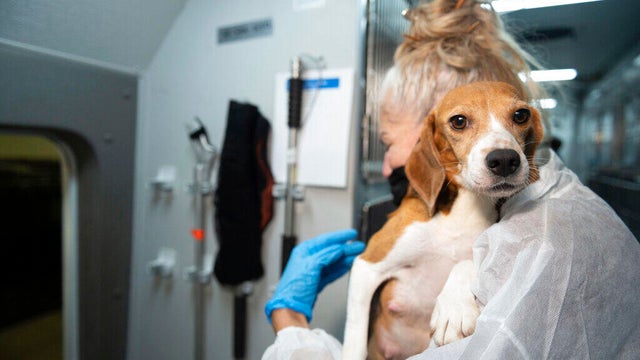 Dog-Breeding-Facility 