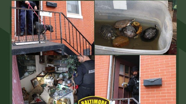 65 Reptiles Rescued after Death of Owner in Baltimore 