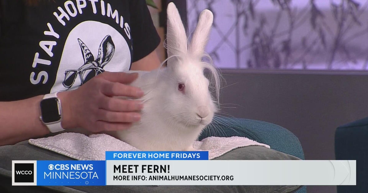 Fern the bunny rabbit is looking for a forever home - CBS Minnesota