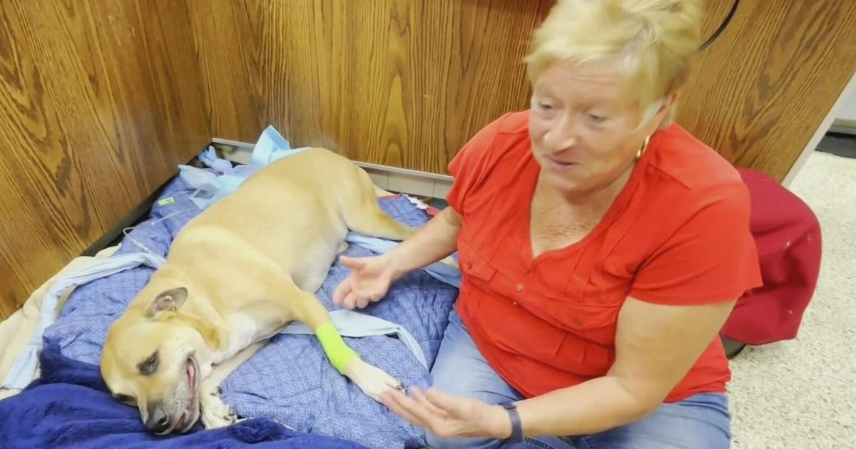 South Florida dog slowly recovering after eating a dead iguana caused its legs to become paralyzed