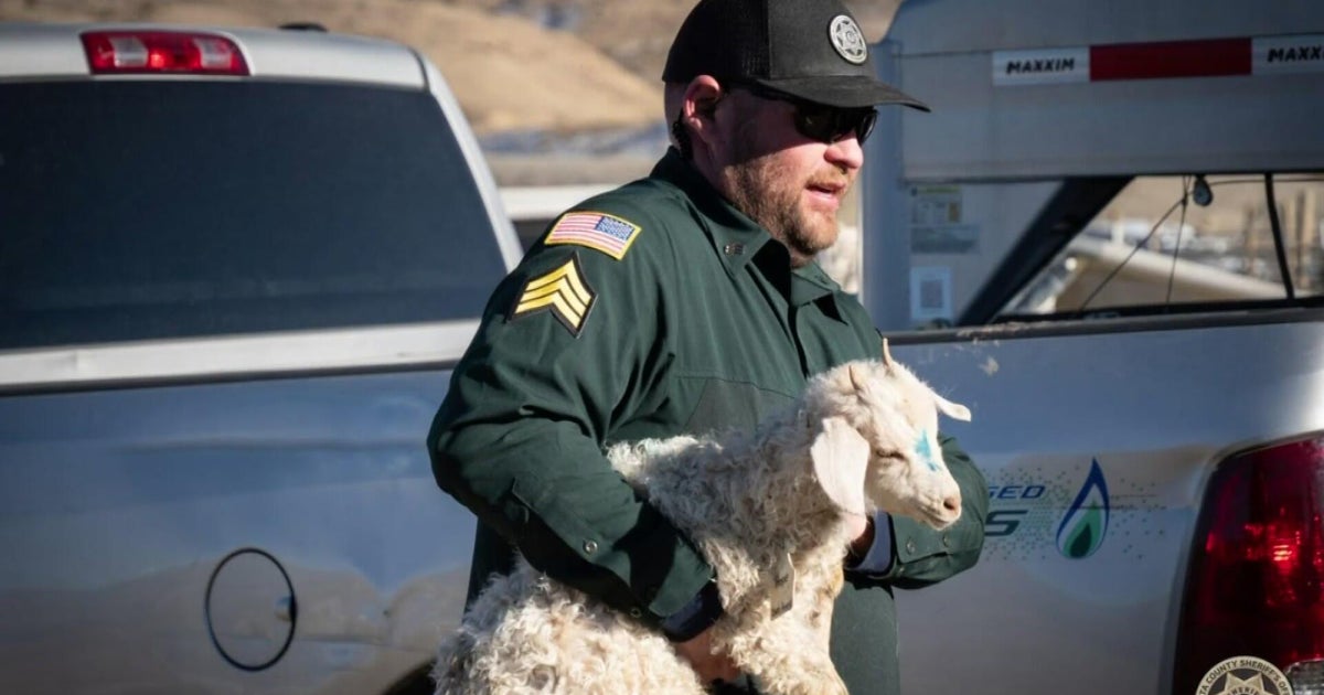 Colorado woman charged with cruelty to animals after 150 livestock seized from Western Slope propert