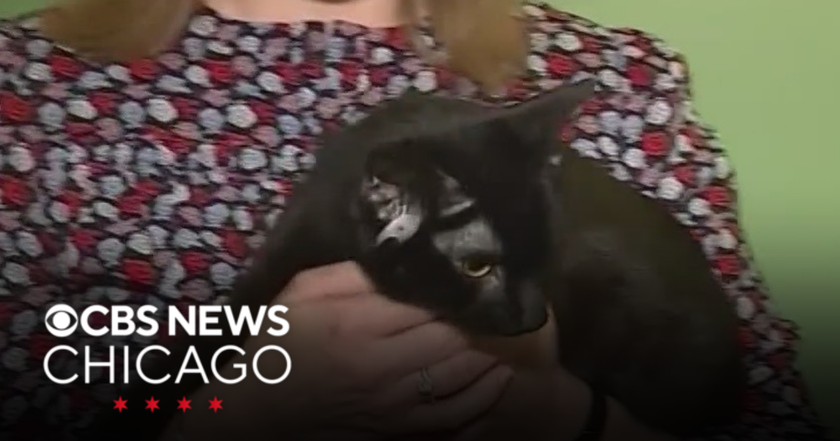 Rare 4-eared cat Dobby nearing adoption in Alabama