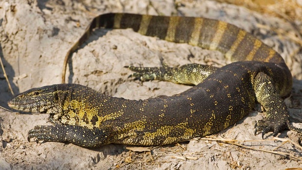 Nile Leguan, close-up 
