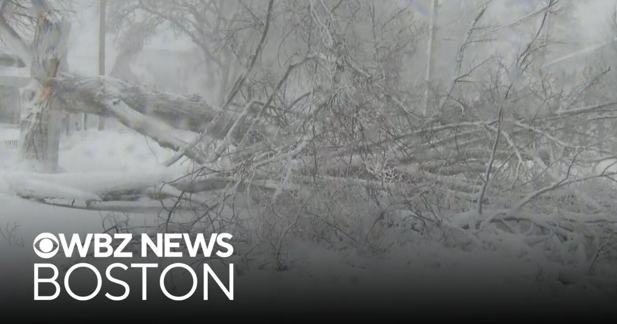 Tree crashes down during blizzard in Sandwich, Massachusetts