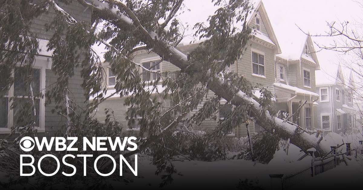Tree falls on home in Wellesley during blizzard - CBS Boston