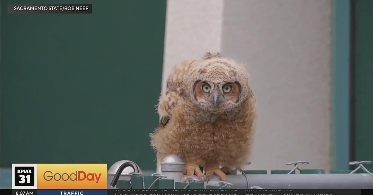 Sacramento State students react to owl fledgling perched at eye level
