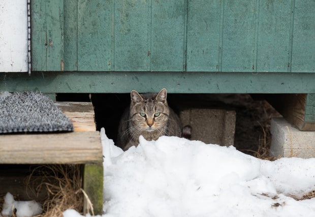 100 Cats Rescued Wicomico County, Maryland 