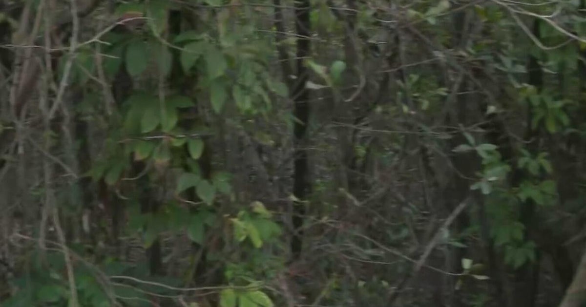 Residents want to protect the Mangroves in Dania Beach from developers wanting to remove them