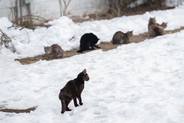 100 Cats Rescued Wicomico County, Maryland 