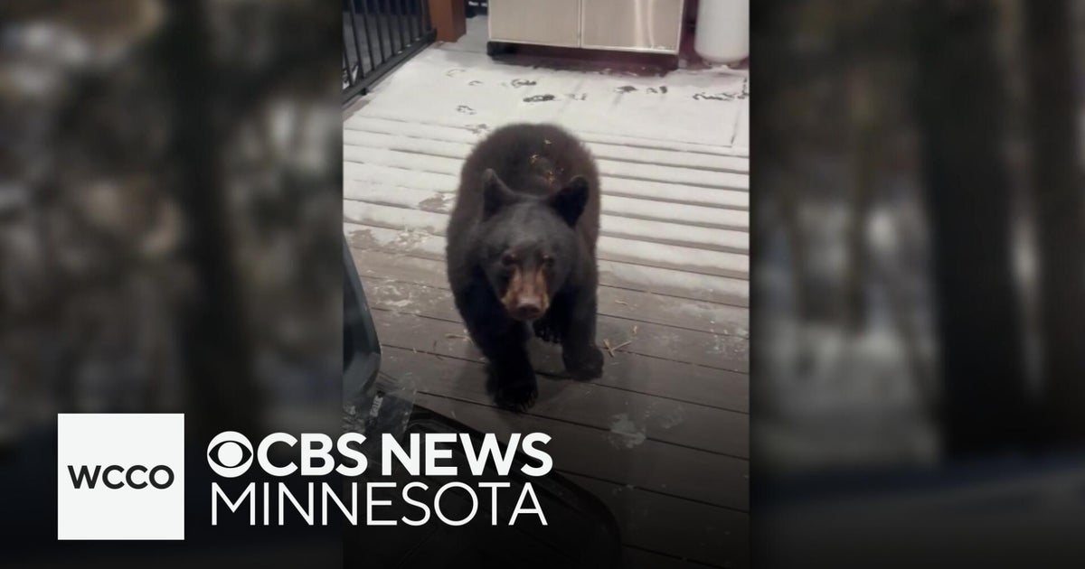 Baby bear shows up outside northern Minnesota family's home