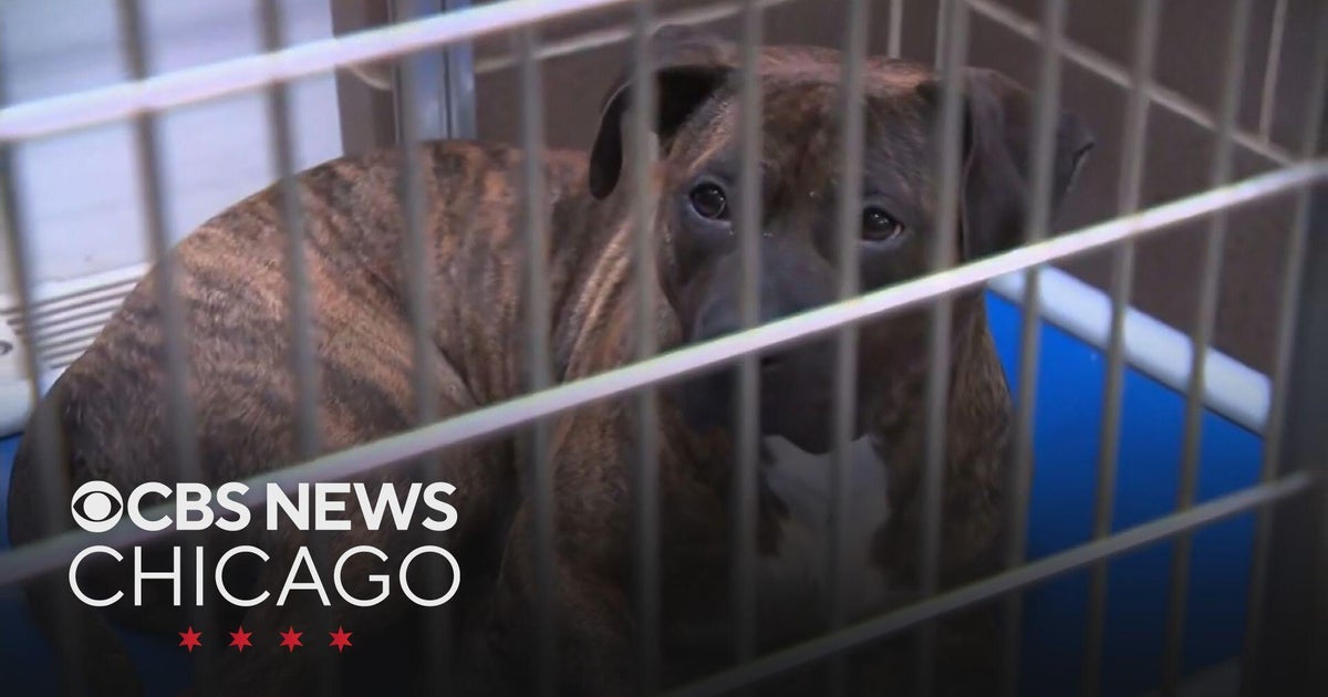 Mayor's pick to lead Chicago Animal Care and Control concerns animal ...