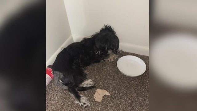 Police lights generic 