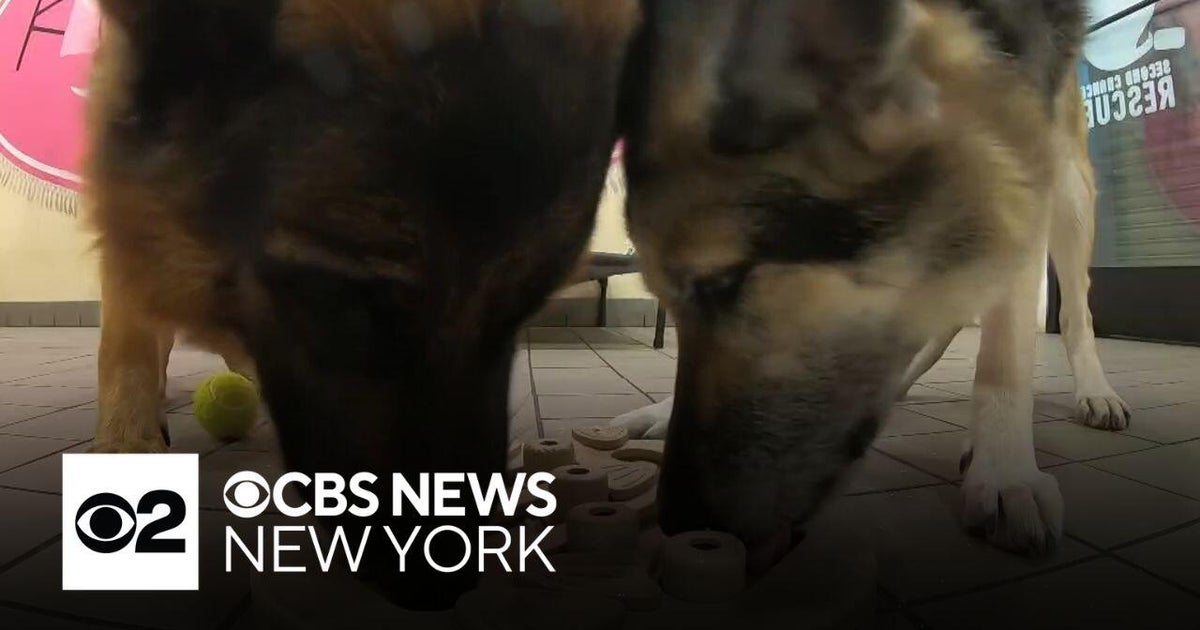 A dying man's final wish: Find his beloved German Shepherds a forever home