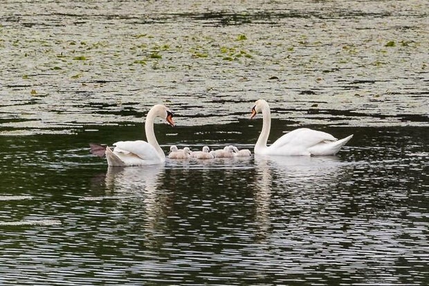 swan-family.jpg