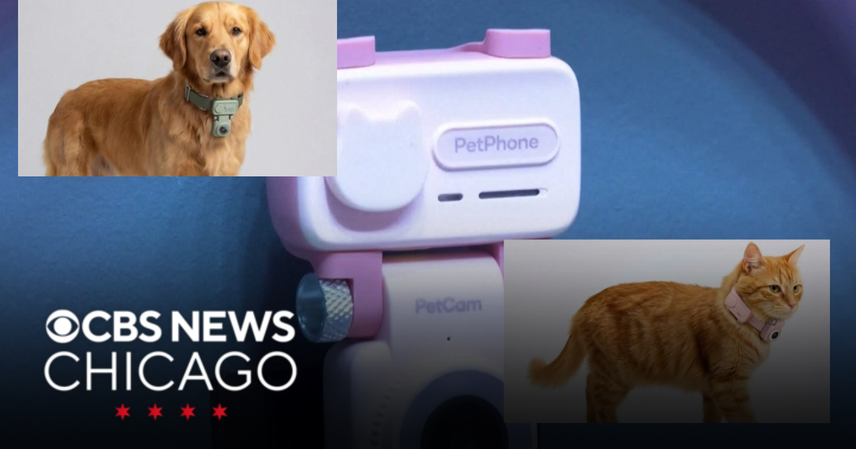 Company creates smartphone for pets | Hand Off - CBS Chicago