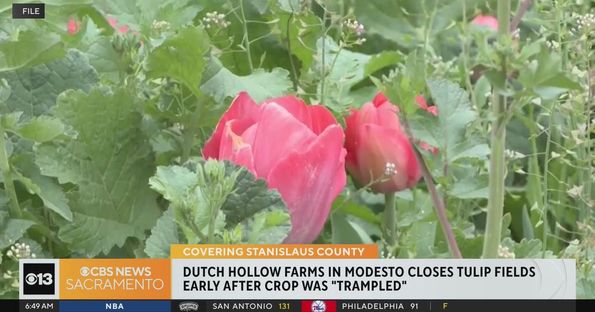 Modesto farm closes tulip fields early after crop was trampled