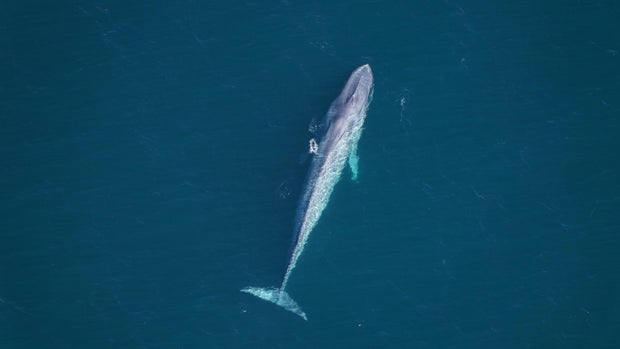 blue-whale-vert.jpg 
