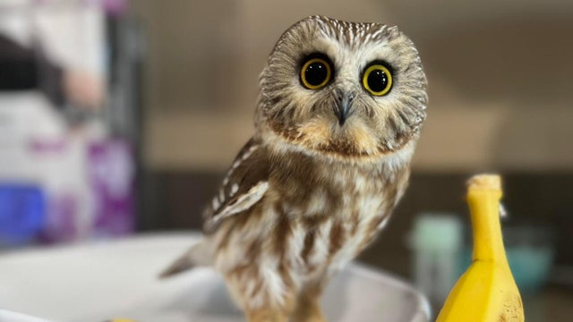 tiny-owl-1.jpg 