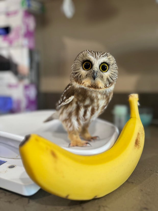tiny-owl.jpg 