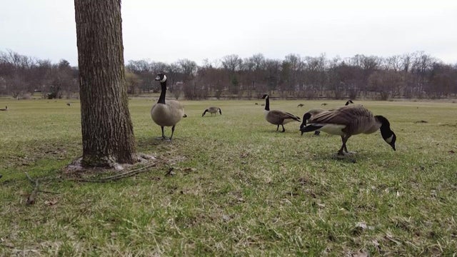 Geese at Verona Park in Essex County, New Jersey 