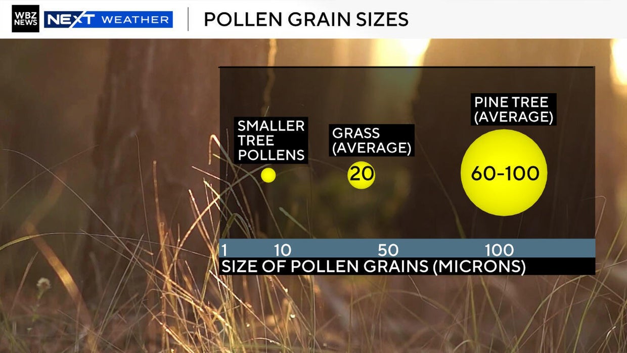 When does allergy season start? Here's the pollen forecast for ...