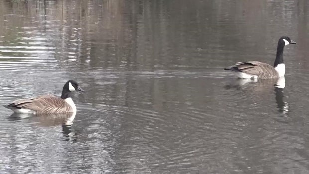 Geese at Verona Park in Essex County, New Jersey 