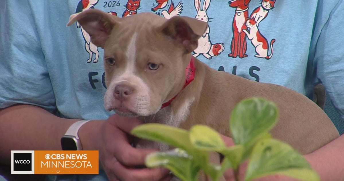 How you can help pets looking for a home at the annual Walk for Animals ...