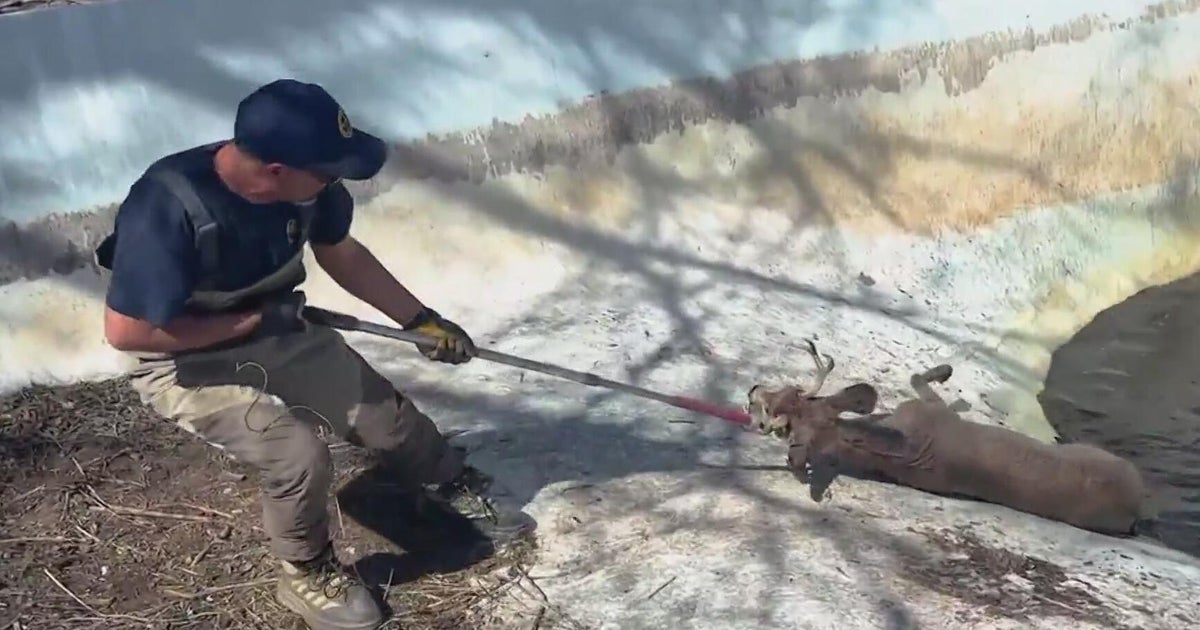 Wildlife officers rescue deer trapped in Colorado swimming pool - CBS ...