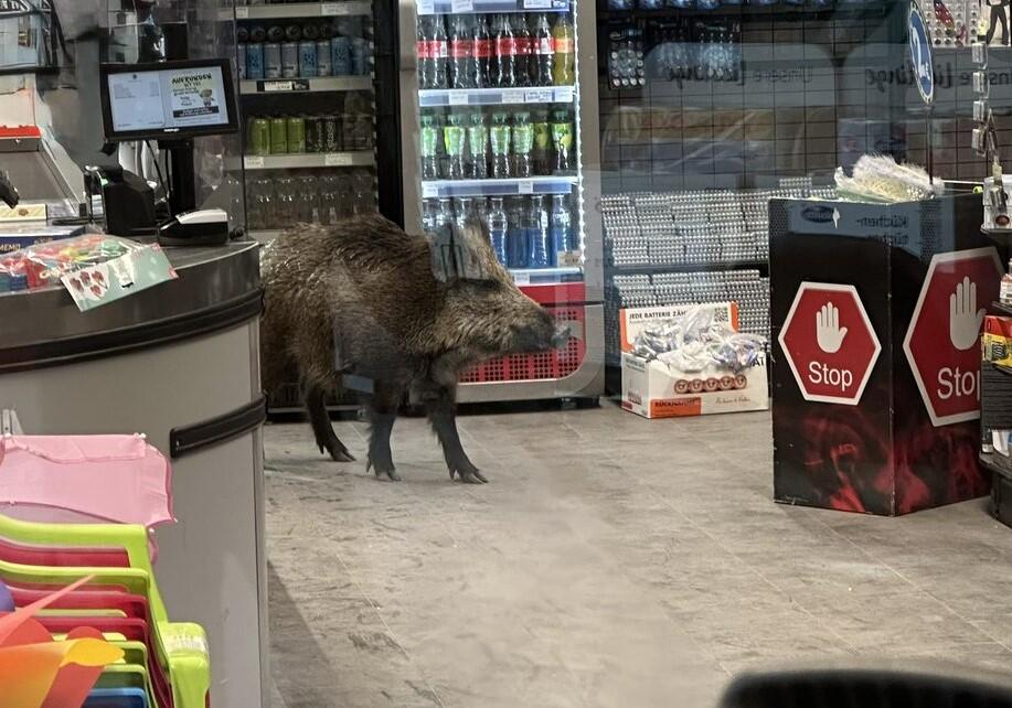 Wild boar roams into Berlin mall, prompting police response with ...