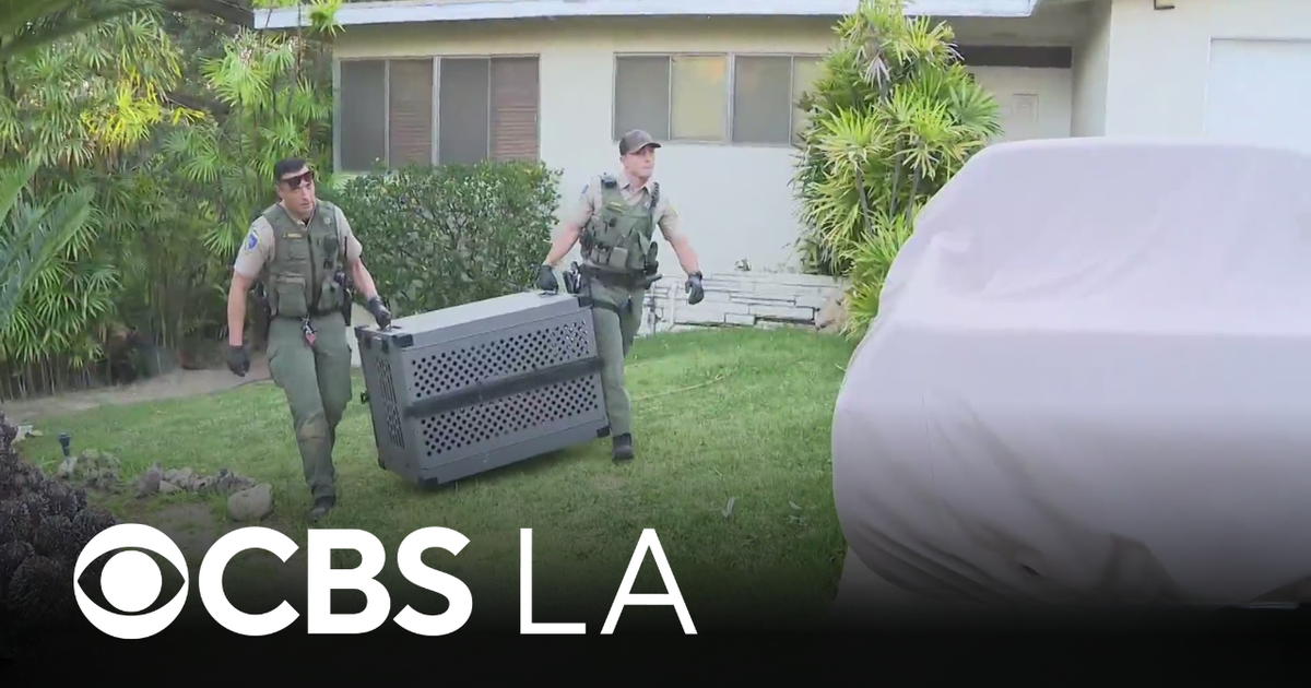 Two cubs, mother bear who swiped at Monrovia woman captured by wildlife officials