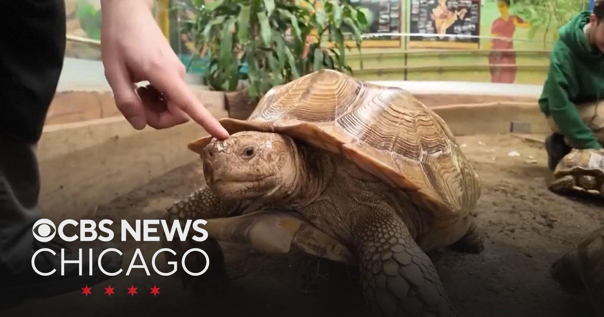 Tortoises treated to spa day - CBS Chicago