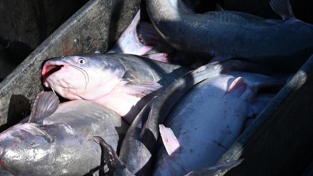 Invasive Blue Catfish 