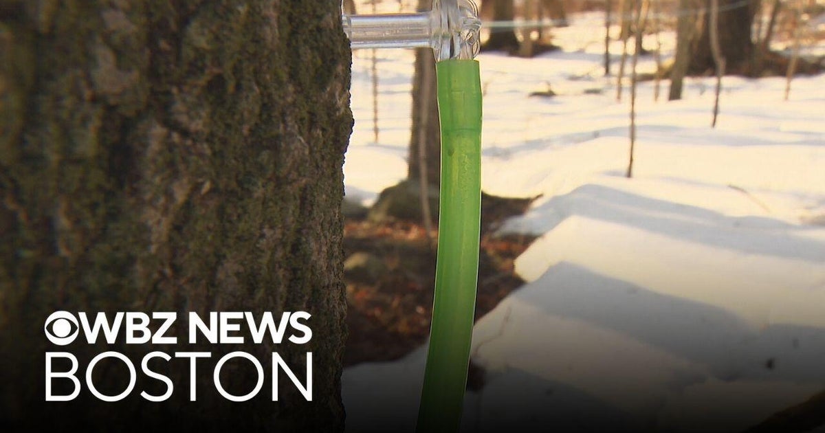 Here's a look at the modern way of getting maple syrup from a tree ...