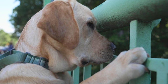 Dog brains could hold key information for longer, healthier human lives 