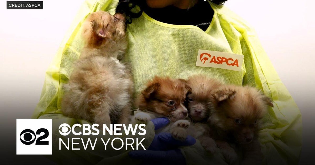 Dogs seized from Brooklyn apartment now up for adoption - CBS New York