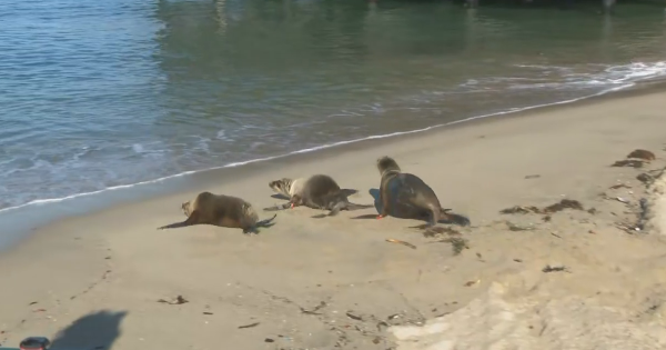 Rehabilitated sea lion trio released into ocean in Redondo Beach