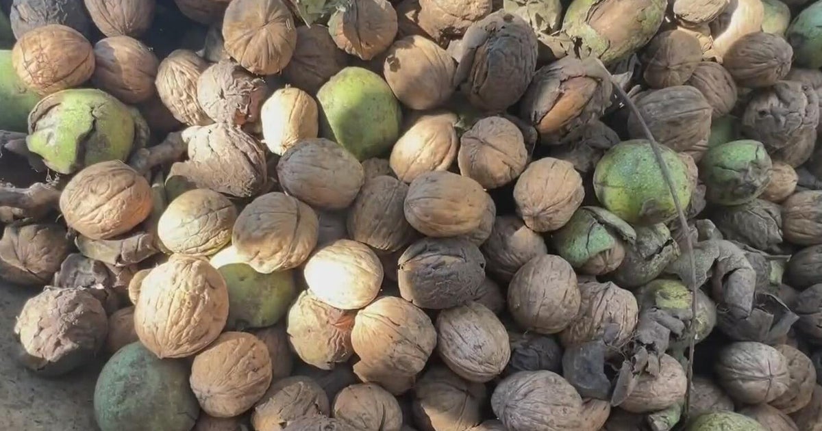 California walnut farmers crops stranded at sea as Iran war disrupts shipping routes