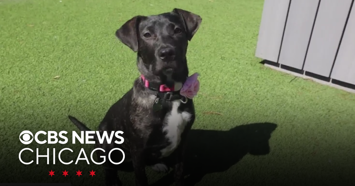 PAWS Chicago Pet of the Week: Lenore - CBS Chicago